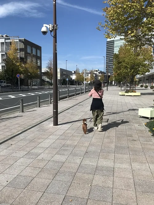 海老名の相模三川公園に行く途中、 「THUNDER」で犬連れランチ